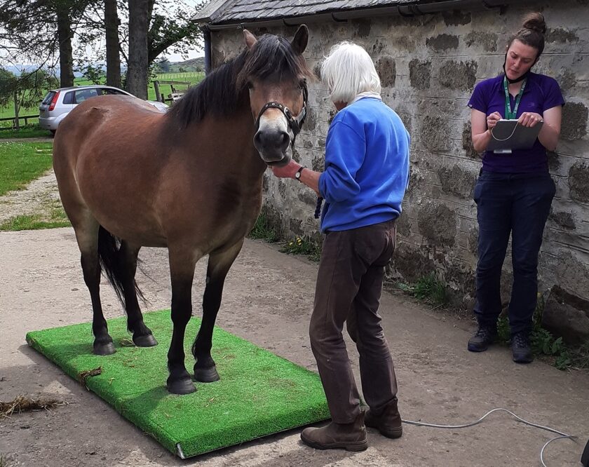 Native-breed horse being examined - owners wanted for assistance in laminitis study