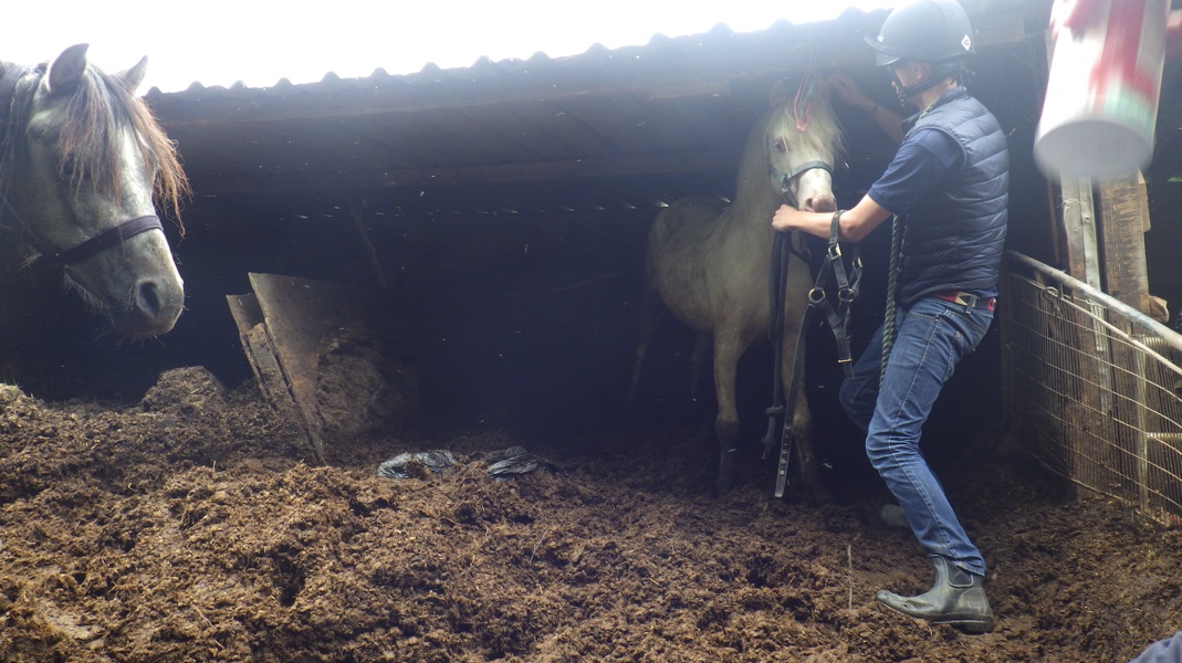 Horses found in terrible conditions