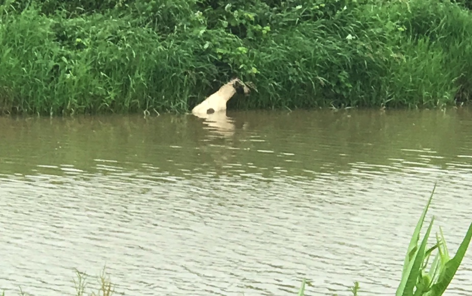 Stranded foal rescued from river