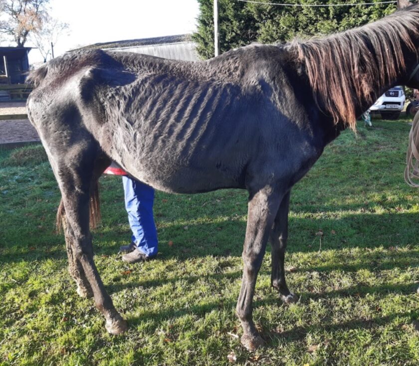 horse welfare, RSPCA rescue horses while owner given suspended jail sentence