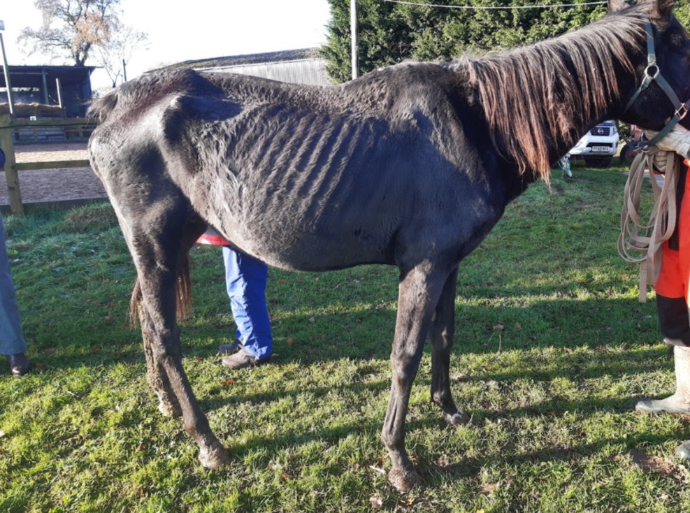 horse welfare, RSPCA rescue horses while owner given suspended jail sentence