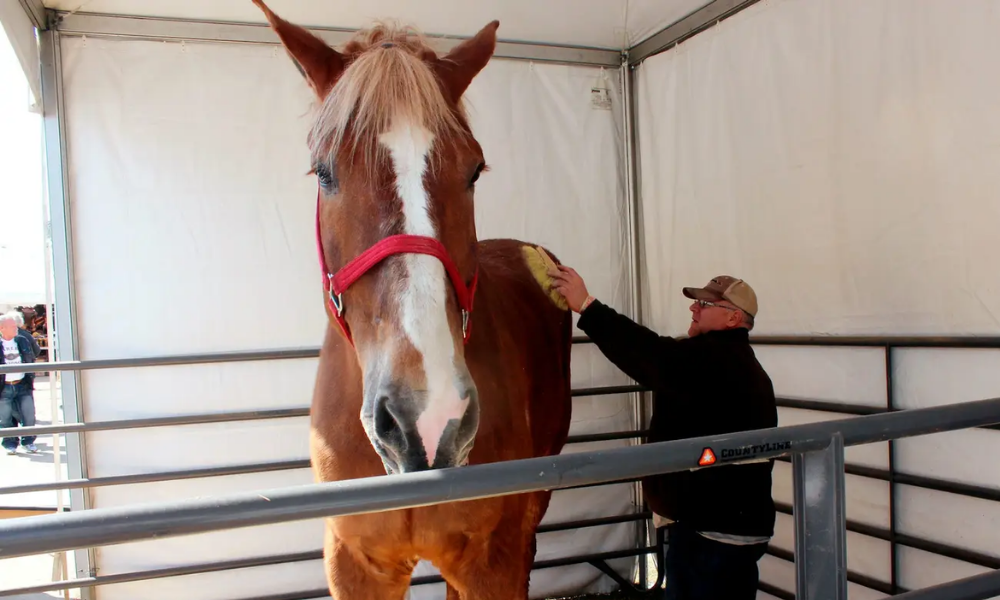 World's tallest horse; Jerry Gilbert brushes Big Jake at the Midwest Horse Fair in Madison, Wisconsin, in 2014. AP Photo/Carrie Antlfinger