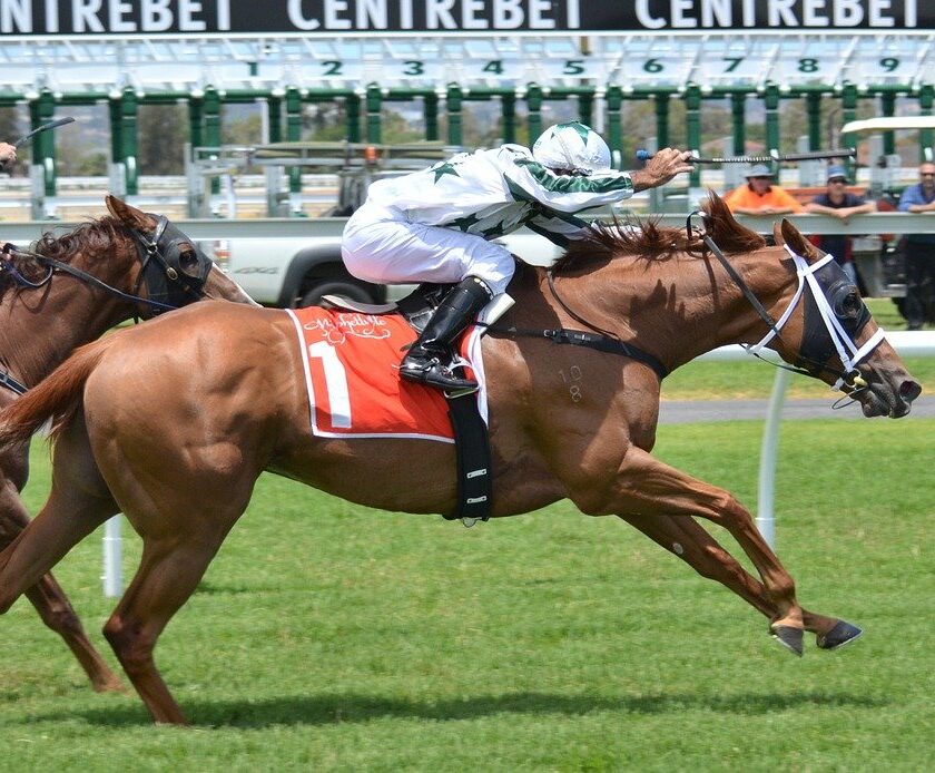 The Five Most Common Horse Breeds In Racing Everything Horse
