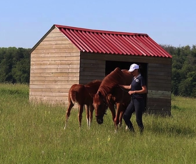 Preparing fields for winter image of horse mare and foal with a field shelter in the background