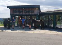 Belwade World Horse Welfare Rescue and Rehoming Centres - Visitor Centre