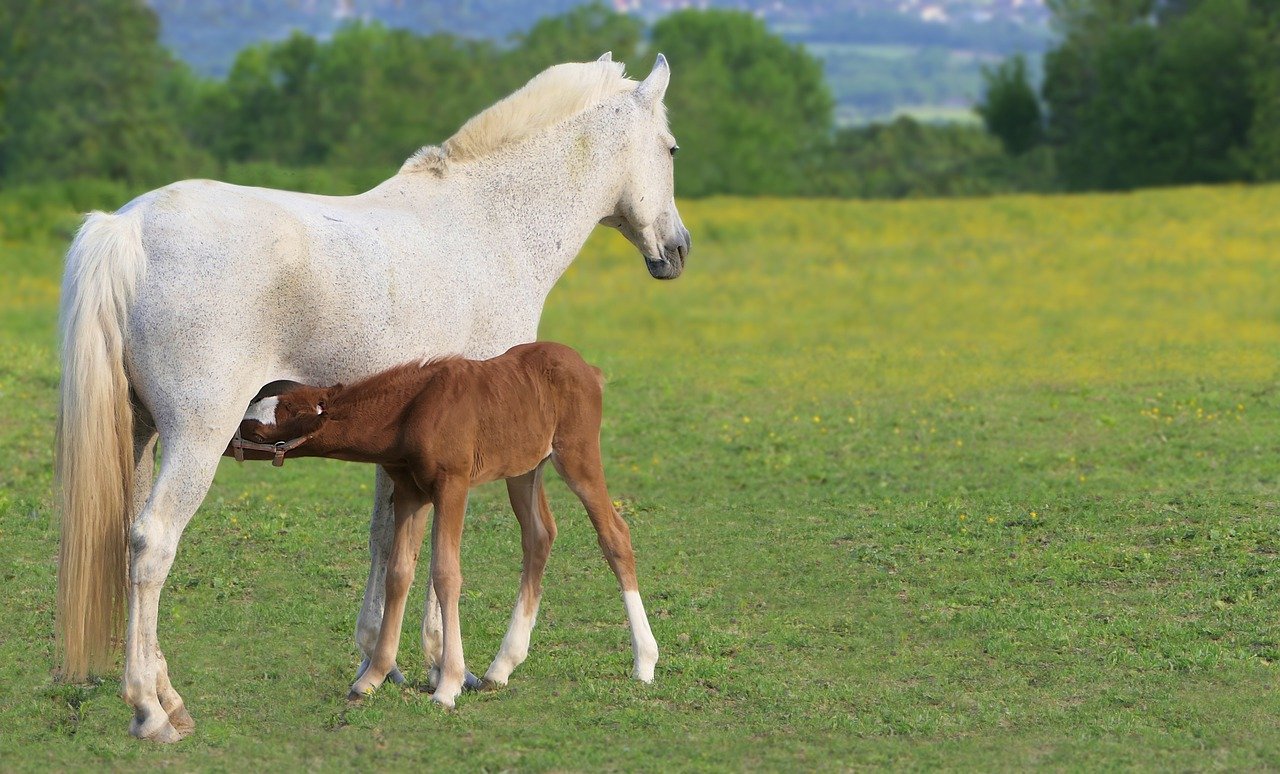 equine mental wellbeing webinar
