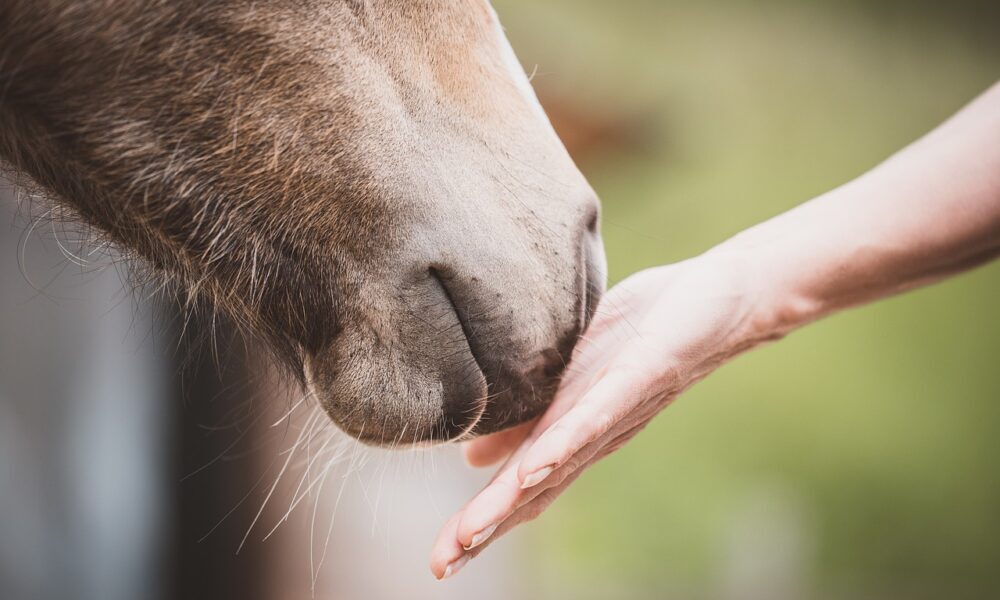 Equine Therapy Helpful for PTSD in Veterans, New Study Finds