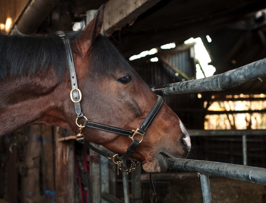 The Digestive system and how gut health can impact equine behaviour