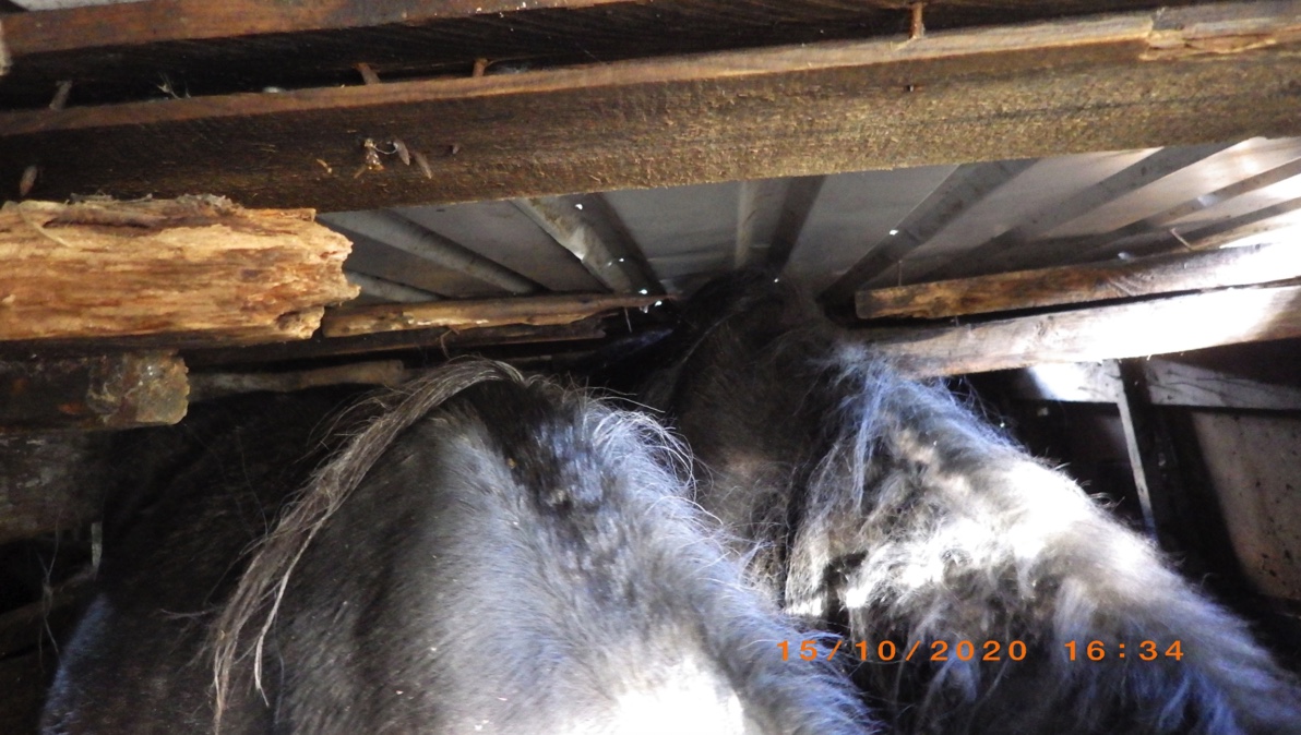 Man banned for life after keeping 40 horses in ‘horrendous conditions’