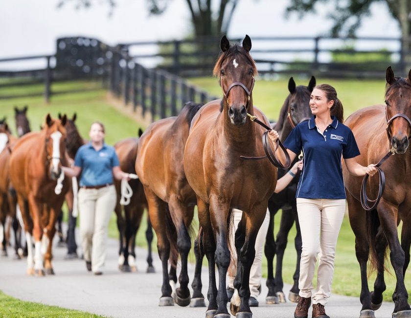 Saracen Horse Feeds are proudly celebrating an exclusive 20-year partnership with Kentucky Equine Research