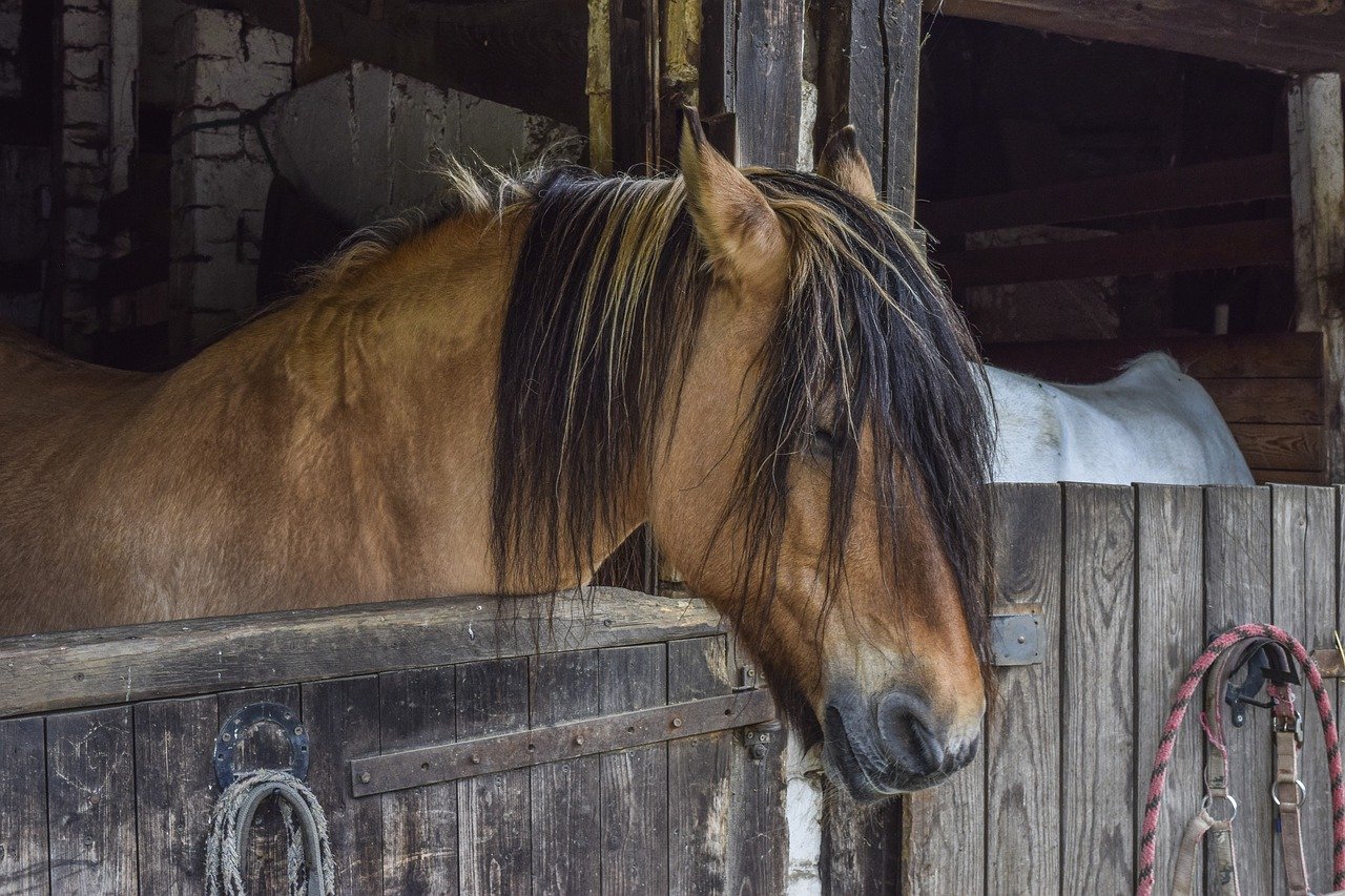 do horses sleep standing up plus more interesting facts
