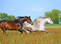 Domestic horse origins revealed in new study