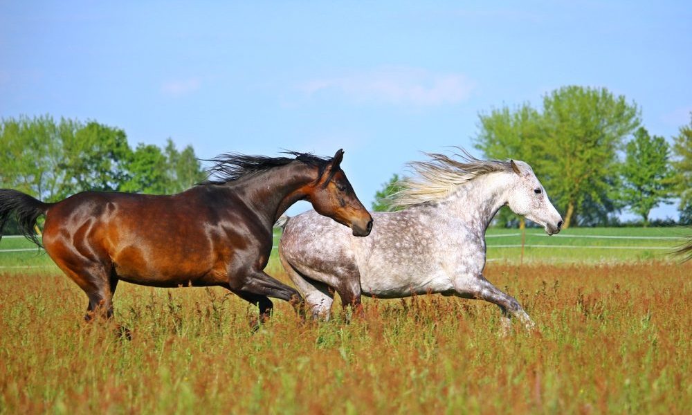 Domestic horse origins revealed in new study