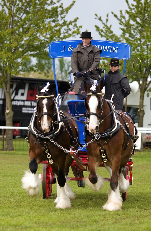 Shire horses trotting with carriage Image courtesy of Carol Stevens