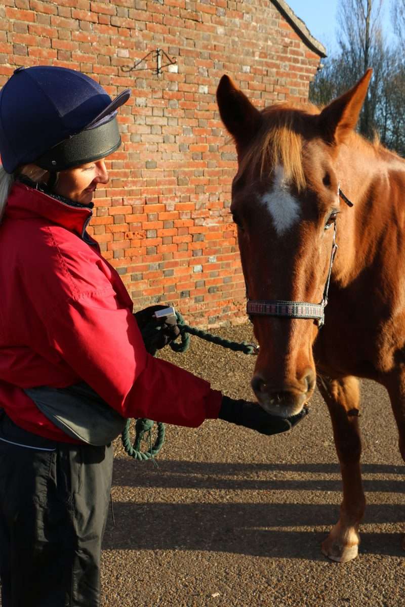 Positive reinforcement approaches such as clicker training can make horse human interactions more relaxed and productive.