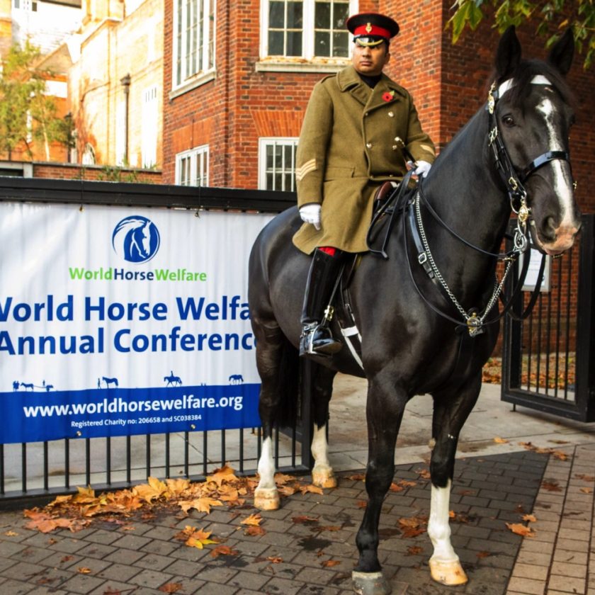 International Equine Conference