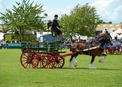 Shire horse pulling cart at National Shire Horse Show