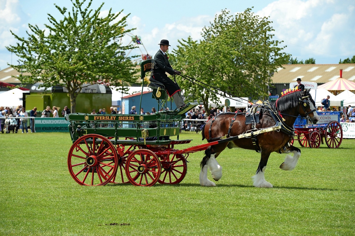 Shire horse pulling cart at National Shire Horse Show