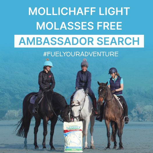 brand ambassador HorseHage and Mollichaff search banner