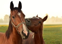 Horses playingEquine Nutritional Health: What does it really mean?