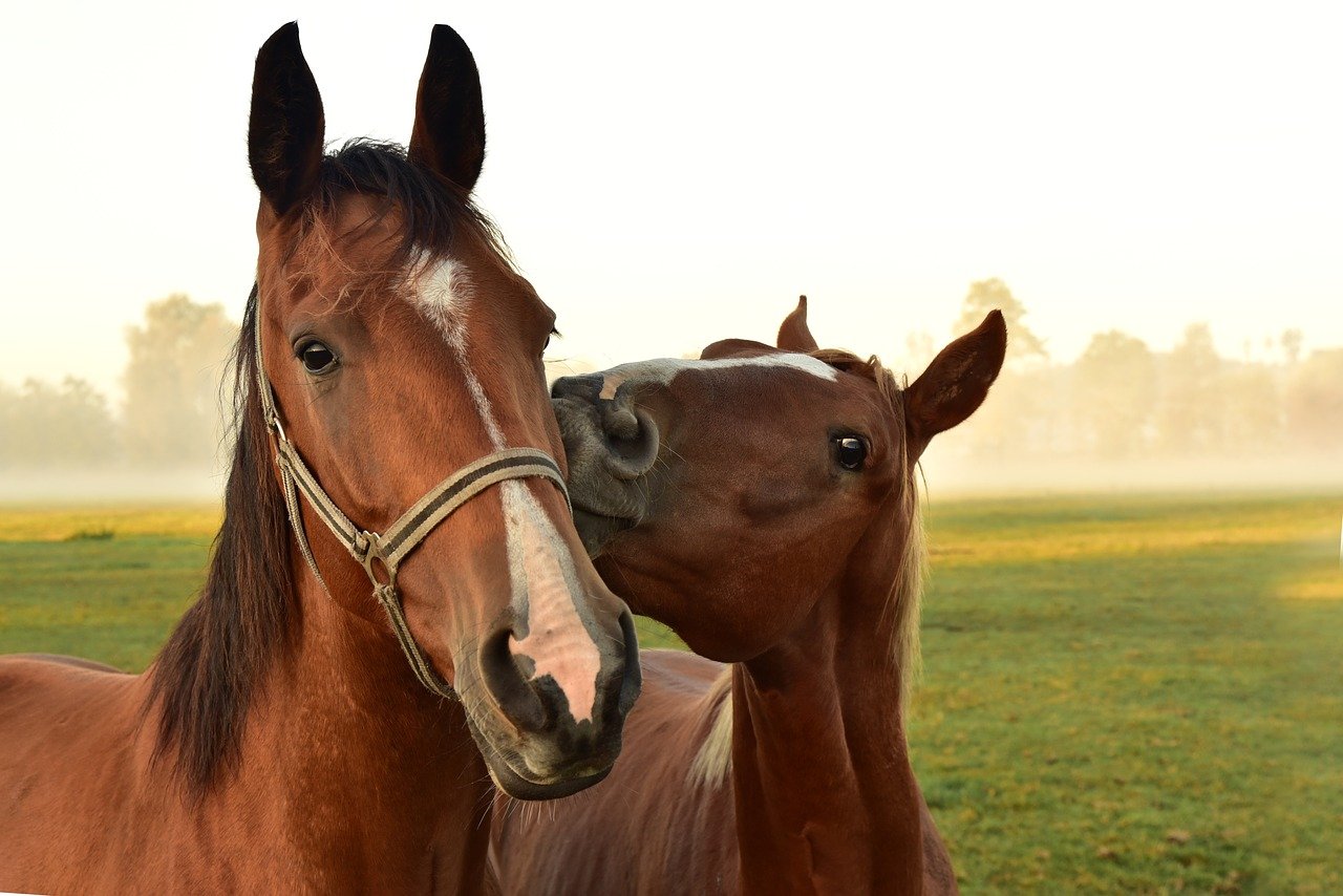 Horses playingEquine Nutritional Health: What does it really mean?