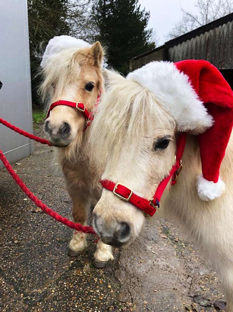 Redwings Ponies Miss Muffet and Tinkerbell are camera ready!