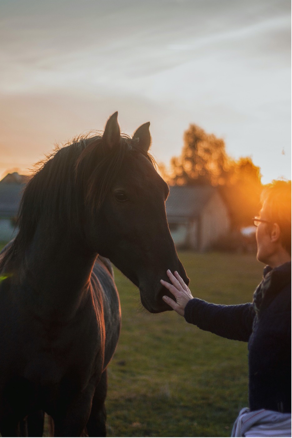 From a young age, train your horse to understand that you are a good person to be around