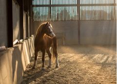 horse stood in an indoor school: Is your horse ready to ride?