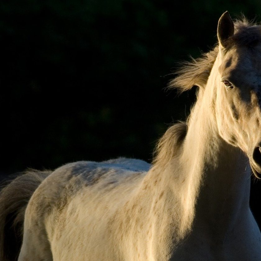 Can horses be naughty? Picture of a white horse