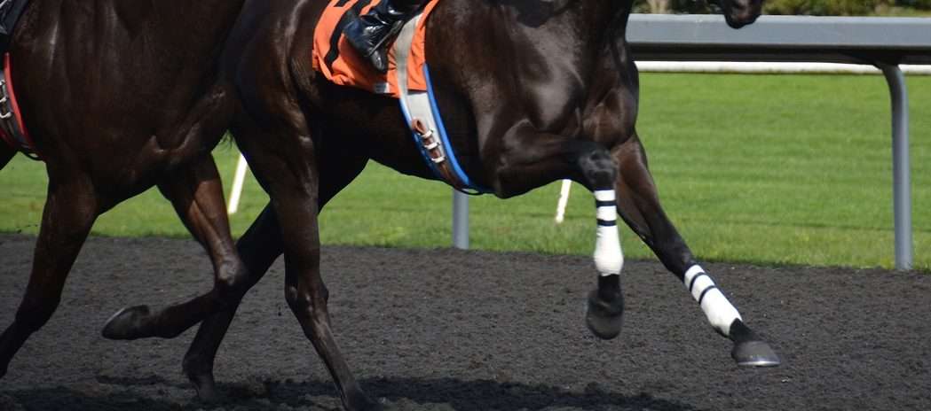 Image for illustration purposes only for death of Medina Spirit