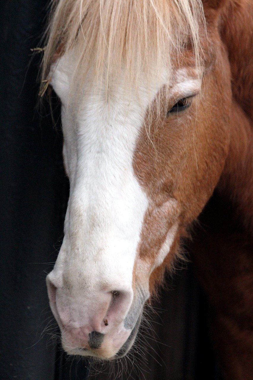 Equine expression can be used to identify discontent 