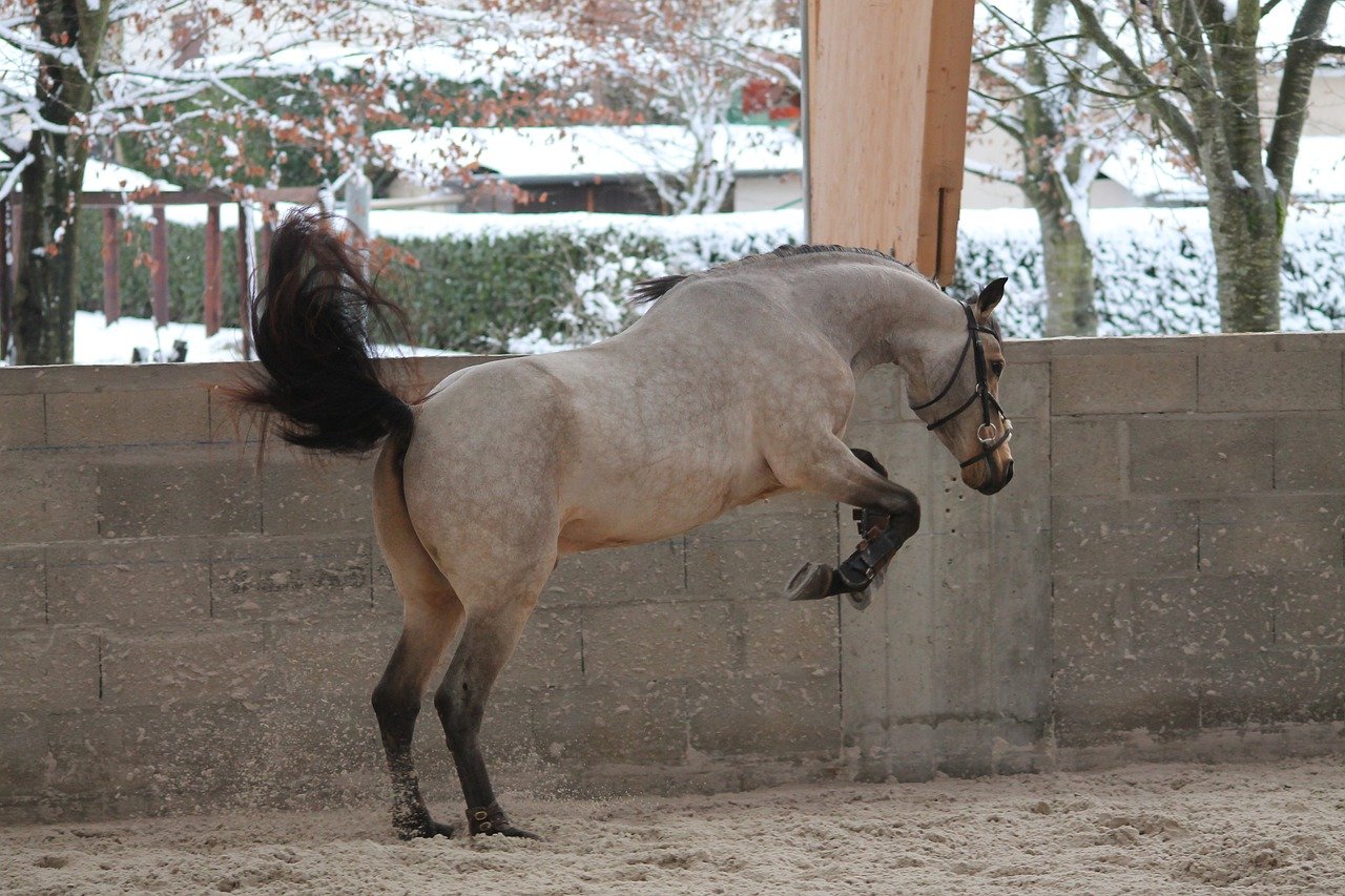 Can horses be naughty? Horse being free schooled showing signs of excitement