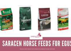 saracen horse feeds for egus