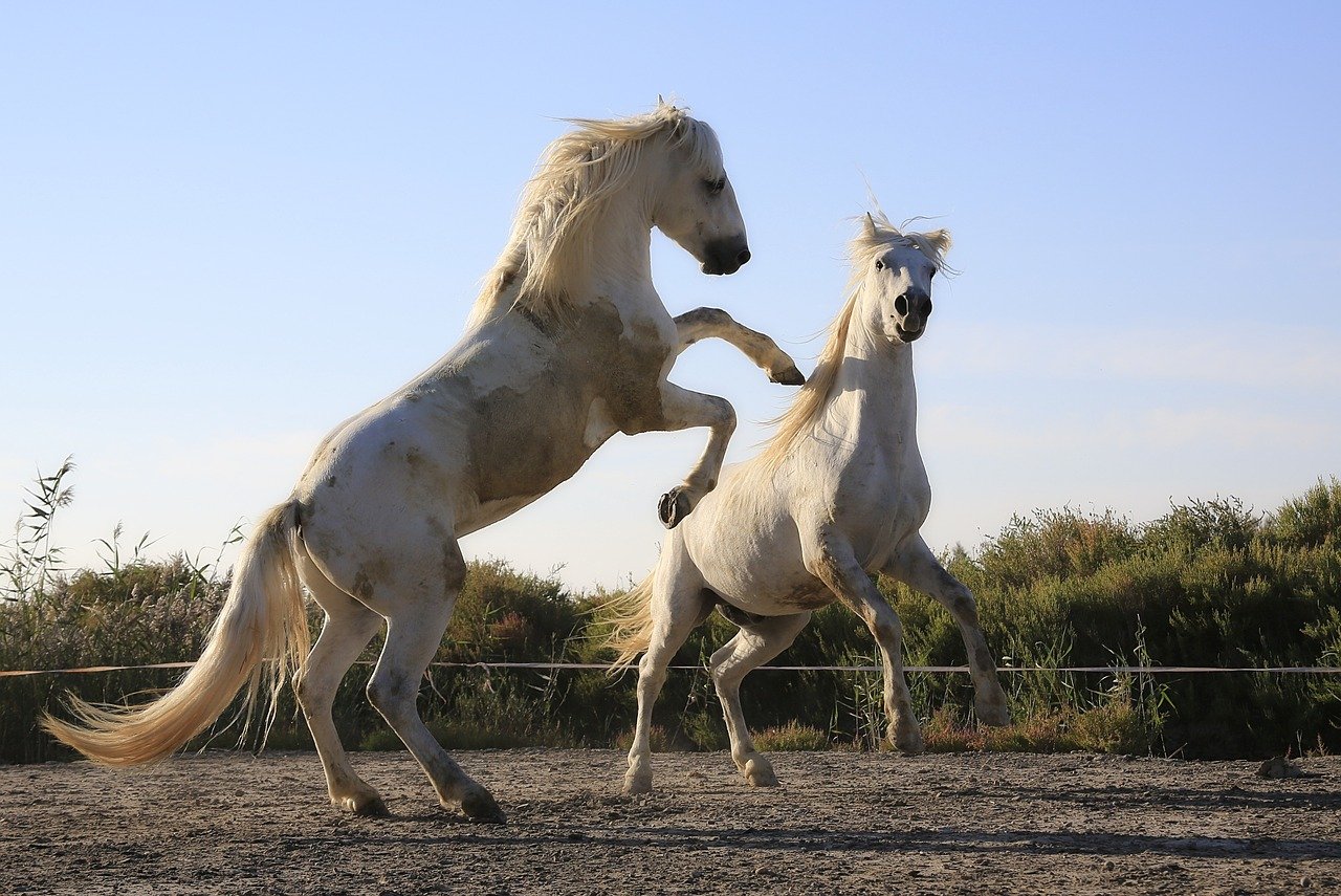 horses playing 