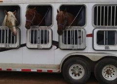 A Complete Guide On Horse Trailering