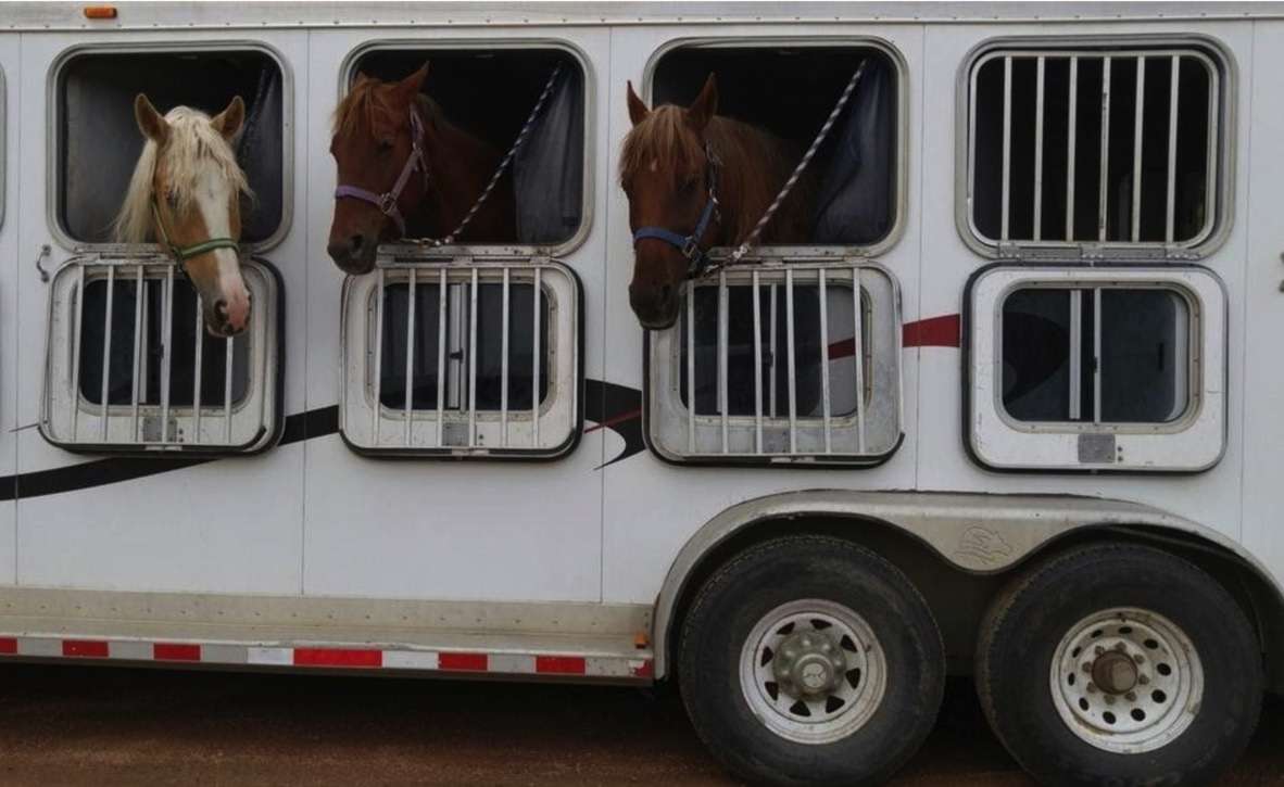A Complete Guide On Horse Trailering