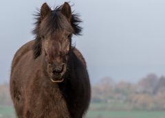 equine quality of life research undertaken picture of black pony stood in a field