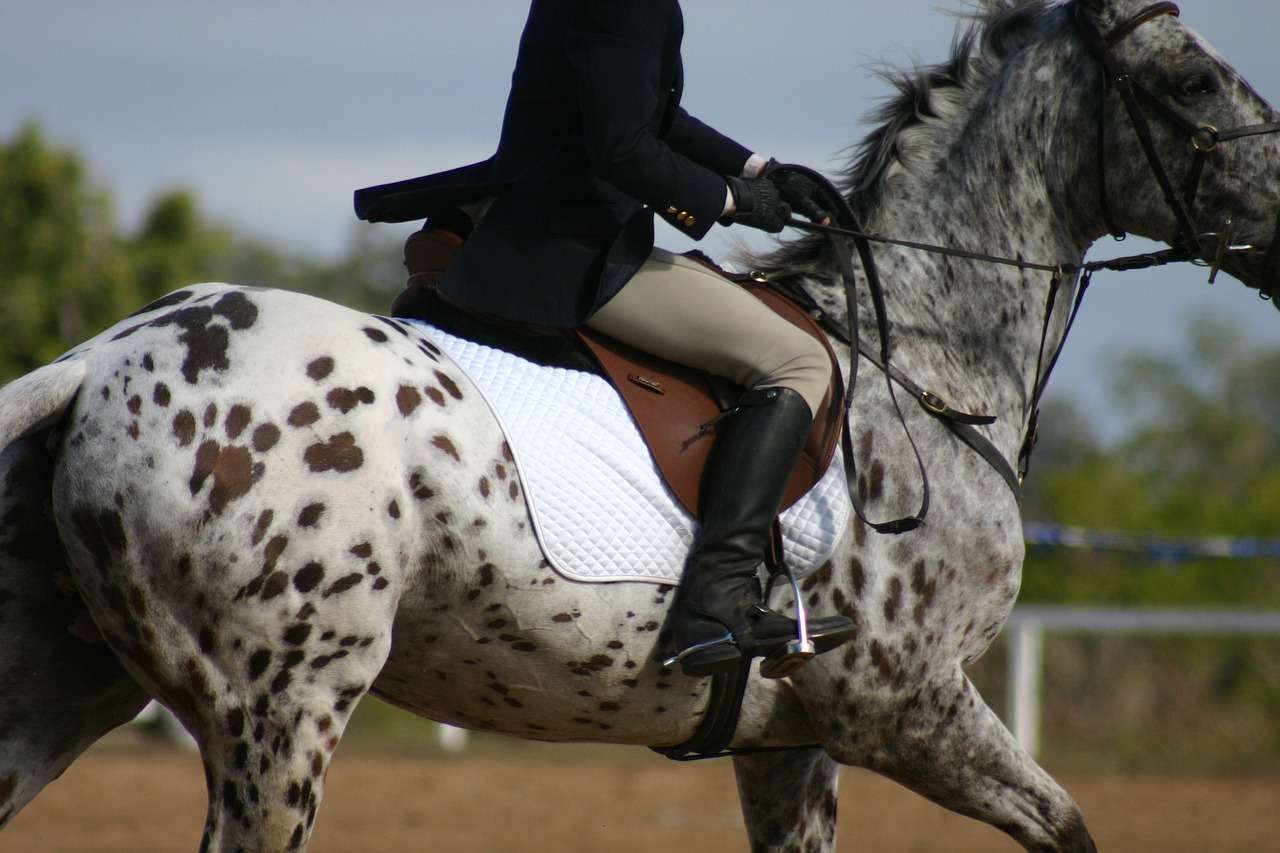 John Sillett, renowned Olympic Showjumping Coach, charged with rape and sexual assault of underage girl