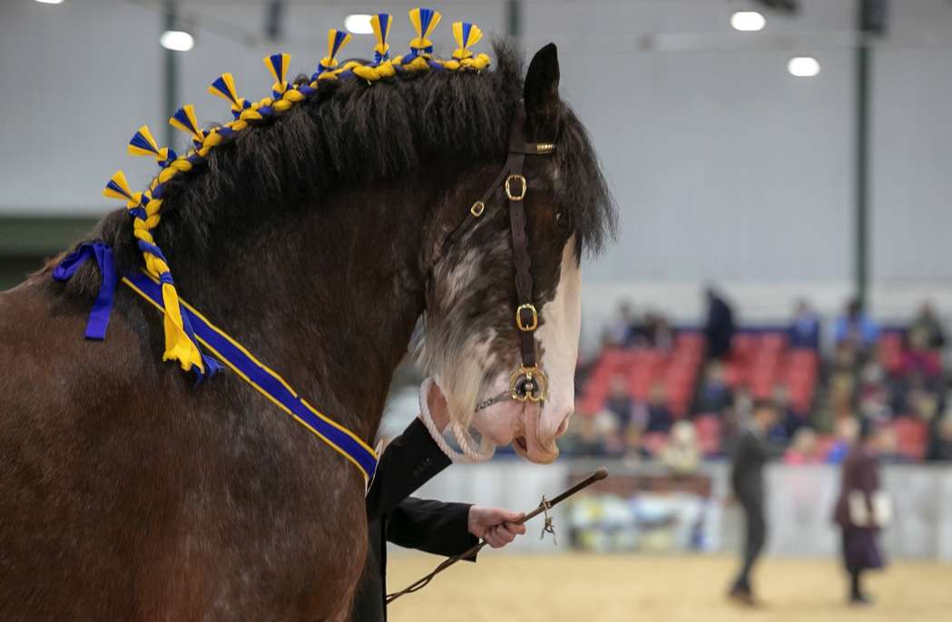 National Shire Show will be available to watch via livestream picture of a shire horse with plaits at show