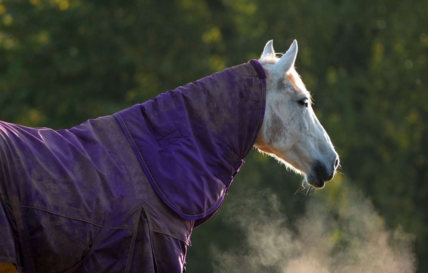 Veteran Horse Health During Winter