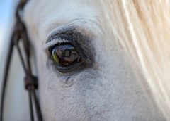 Exploring the Intelligence and Emotional Well-being of a Horse a grey horse's eye