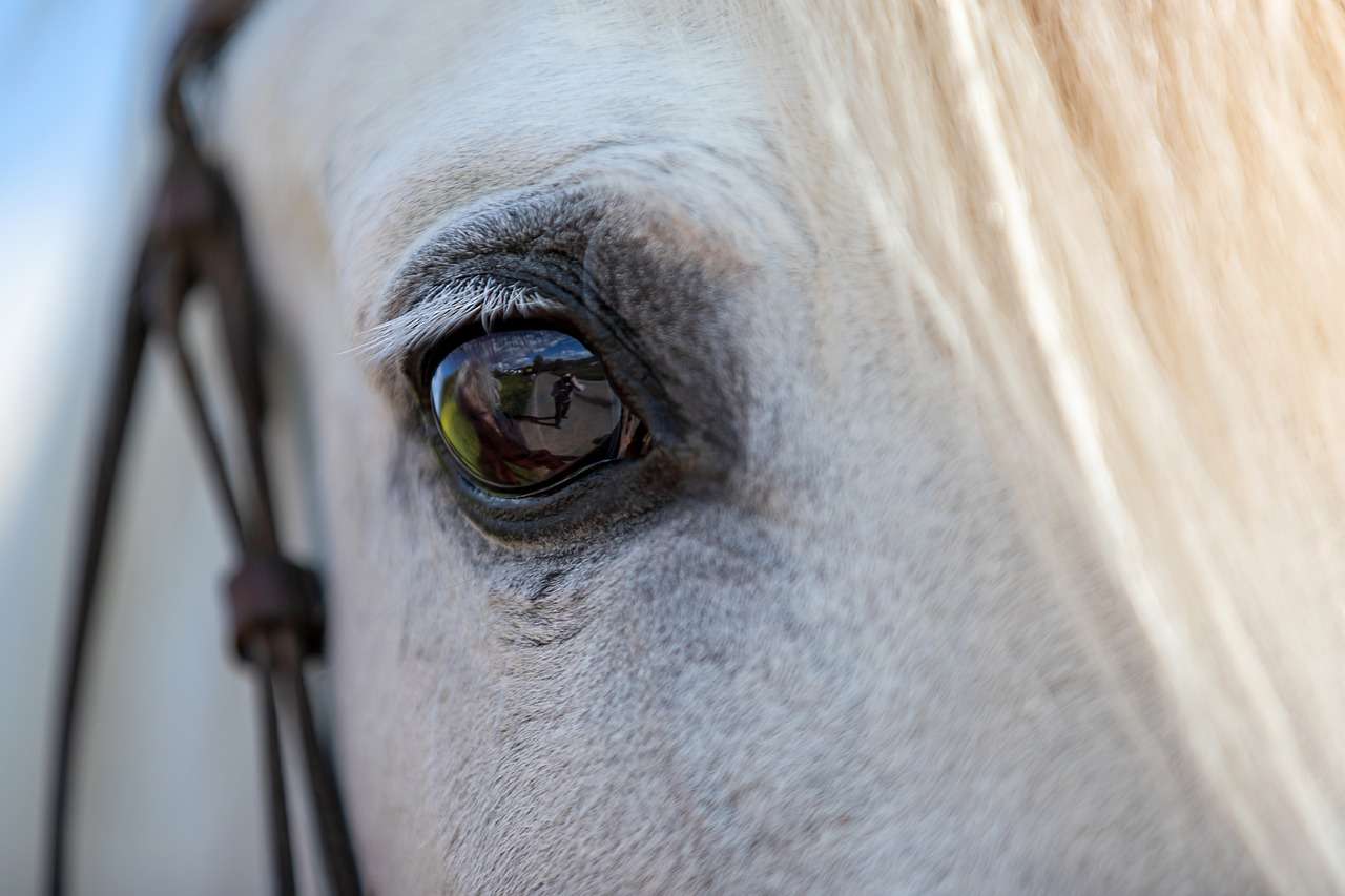 Exploring the Intelligence and Emotional Well-being of a Horse a grey horse's eye