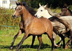 What can we learn from horse herds?