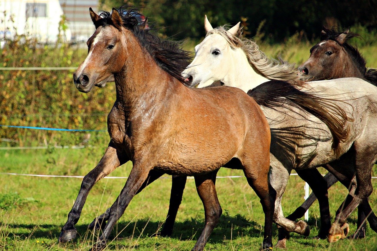 What can we learn from horse herds?