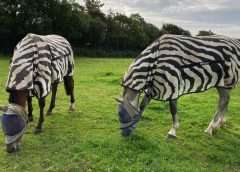 Zebra technology explained by Zebra Products