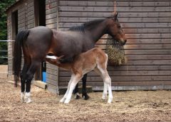 Majesty and Monarch are doing well at Redwings