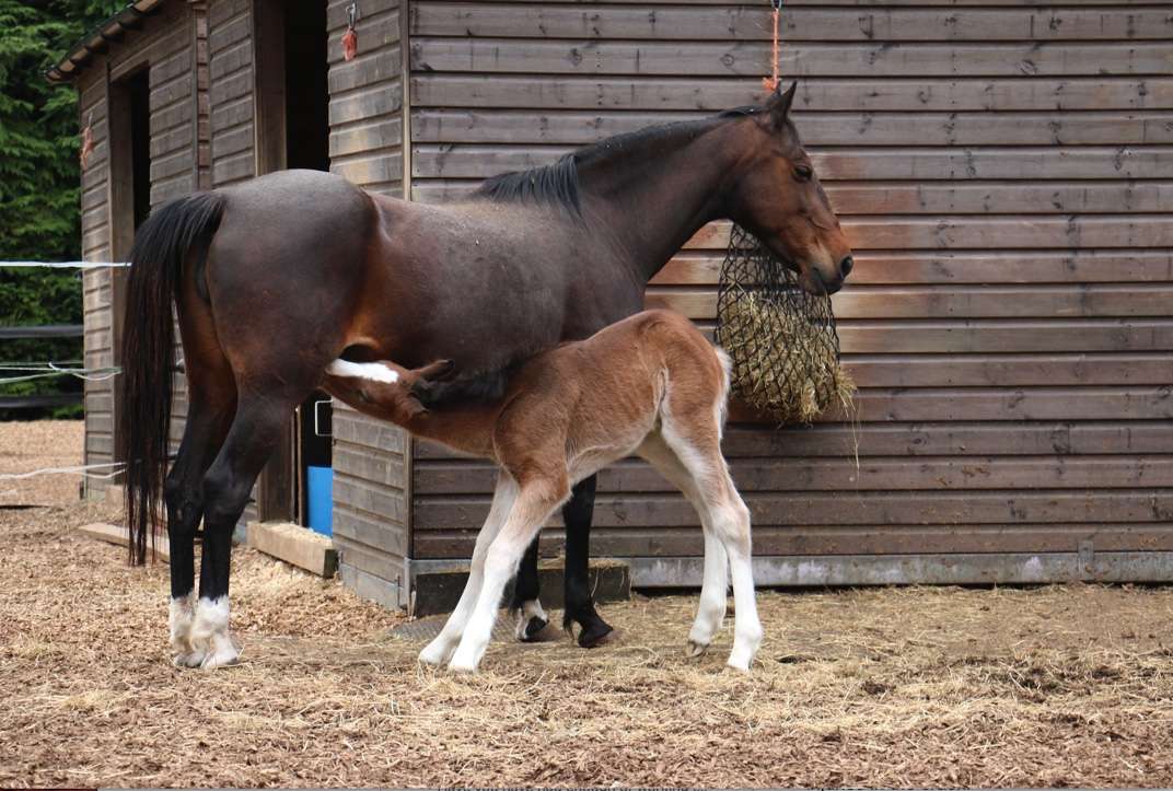 Majesty and Monarch are doing well at Redwings
