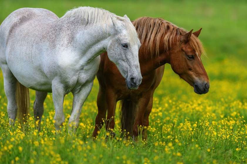 5 Best Horse Breeds That Are Known for Their Speed