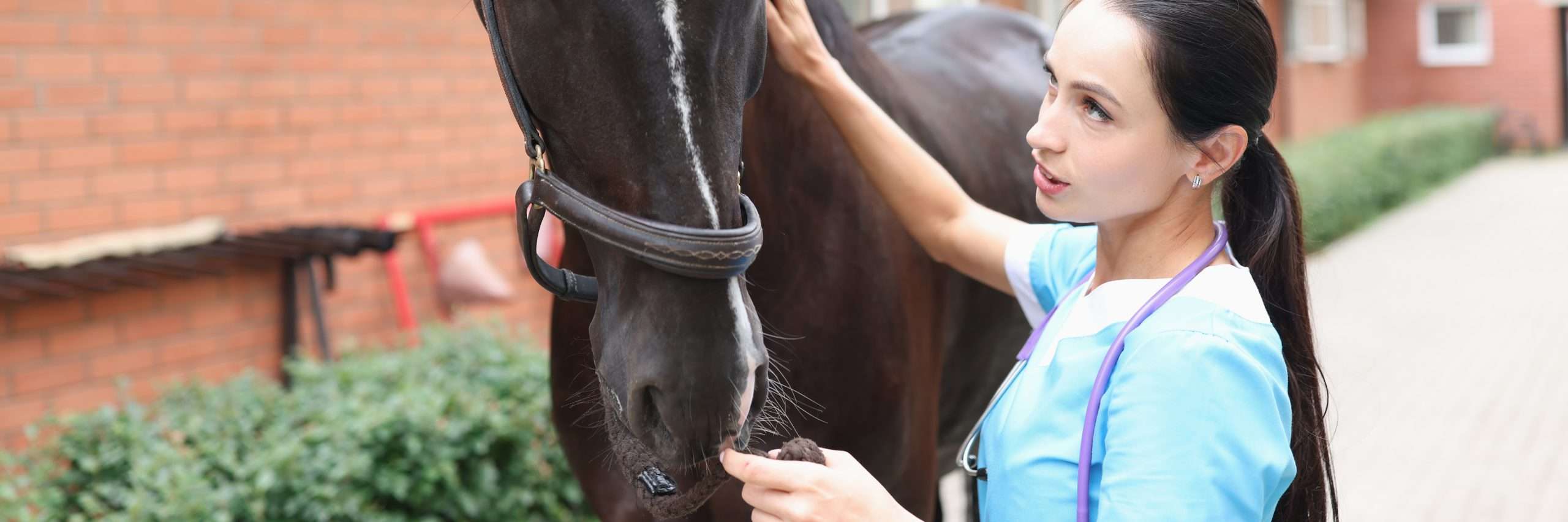 5 Common Health Problems Among Equines