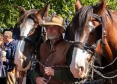 Jamie Alcock and his shire horses